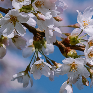 算数・数学の佐藤塾 ー 本帰国されたご家庭の声
